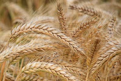 Close-up image of wheat stalks in a field.